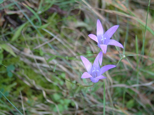 Campanula rapunculus
